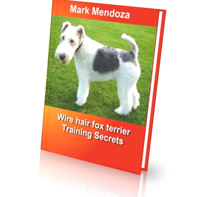 wire fox terrier training